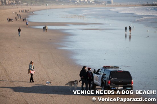 Dogs in Venice